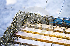 The bees swarm alongside the evidence. Snare trap.swarm of bees.