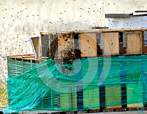 Bees swarm around Bee Boxes