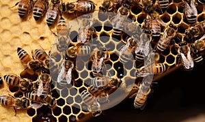 Bees swarm around the honeycomb a bustling symphony of organized chaos. Creating using generative AI tools