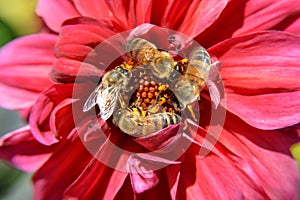 Bees Swarm Pollinate A Red Flower in Macro Closeup photo