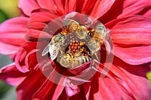 Bees Swarm Pollinate A Red Flower in Macro Closeup