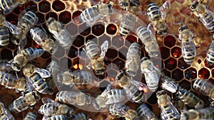 Bees swarming on a honeycomb