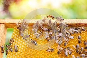 Bees swarming on a honeycomb.