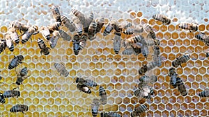 Bees swarming on honeycomb. Insects working in wooden beehive, collecting nectar from pollen of flower, create sweet