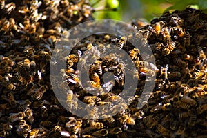 Bees Swarming