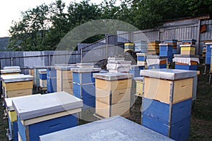 Bees swarming near beehive. Stack of beehive boxes in bee farm