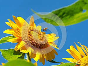 Bees are swarming sunflower