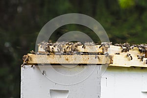 Bees Swarming Trays of a Hive