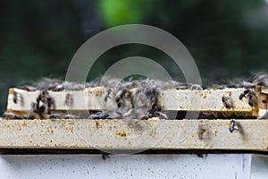 Bees Swarming Trays of a Hive