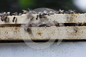 Bees Swarming Trays of a Hive