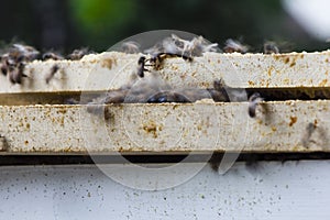 Bees Swarming Trays of a Hive