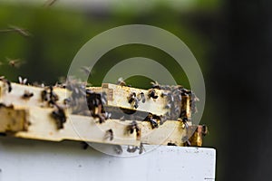 Bees Swarming Trays of a Hive