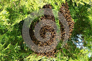 Bees swarming on tree