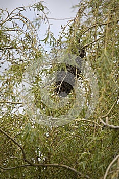 Bees swarming in a tree