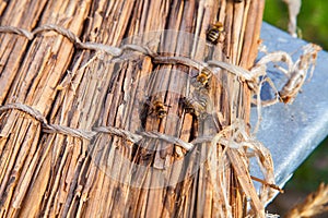 Bees swarming on vintage reed background