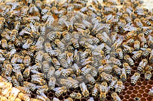 Bees take care of the larvae