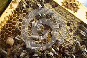 Bees taking care of bee-larva