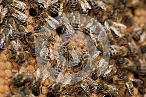 Bees taking care of bee-larva