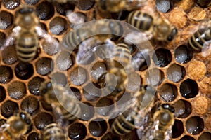 Bees taking care of bee-larva