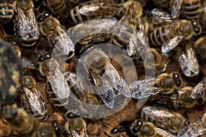 Bees taking care of bee-larva