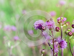 Bees taking honey on burdock