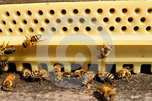 Bees at their beehive, closeup
