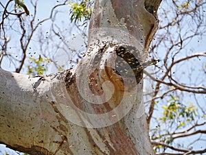 Api un albero 