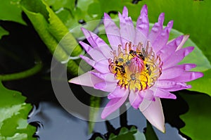 Bees in tropical gardens with pink lotus flower