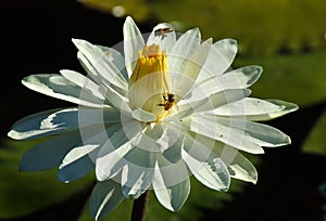 Bees in a tropical wild white waterlily.