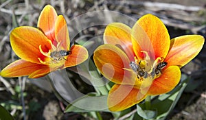Bees and tulips.