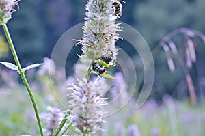 Bees on a weed