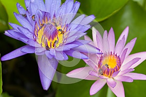Bees and weter lily