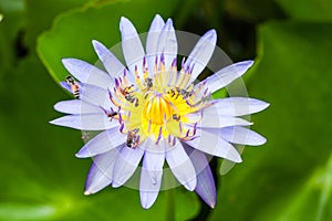 Bees and weter lily