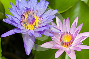 Bees and weter lily