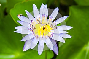 Bees and weter lily