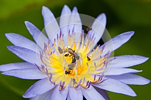 Bees and weter lily