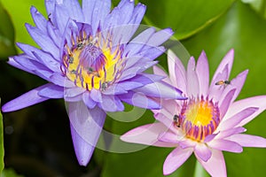 Bees and weter lily