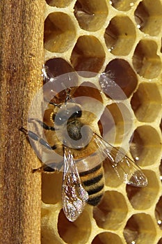 Bees, which come from the harsh winter