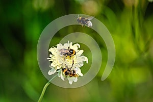 Bees with white flower against green background