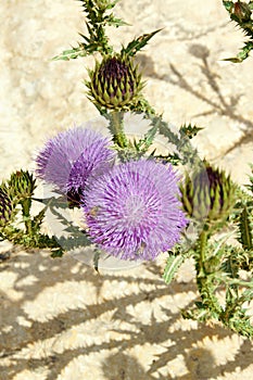 Bees on wild thistle