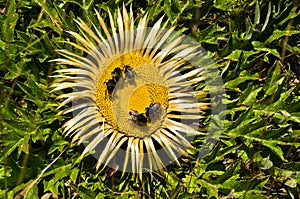 Bees on wild yellow flower collecting polen photo