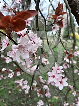 bees wildcherry superpink flowerlove sunnyday nature photo