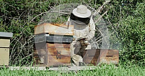 Bees, wood box and beekeeper with smoke for farming and sustainability, beehive and frame with process. Honey, industry