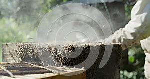 Bees, wood box and beekeeper smoke insects for farming and sustainability, beehive and frame with process. Honey