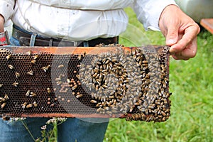 Bees on Wood Honeycomb Frame