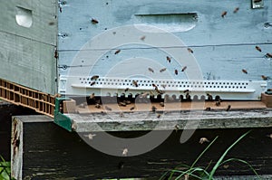 bees on wooden beehives