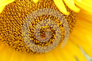 Bees work in blooming sunflowers in summer season.