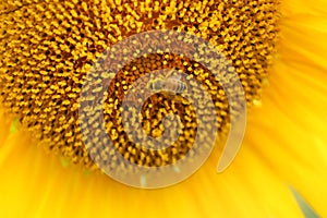 Bees work in blooming sunflowers in summer season.