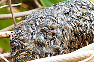 Bees work on honeycomb