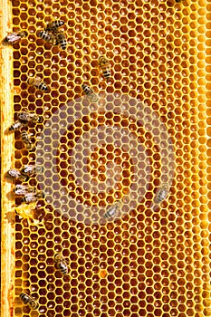 Bees work on honeycomb